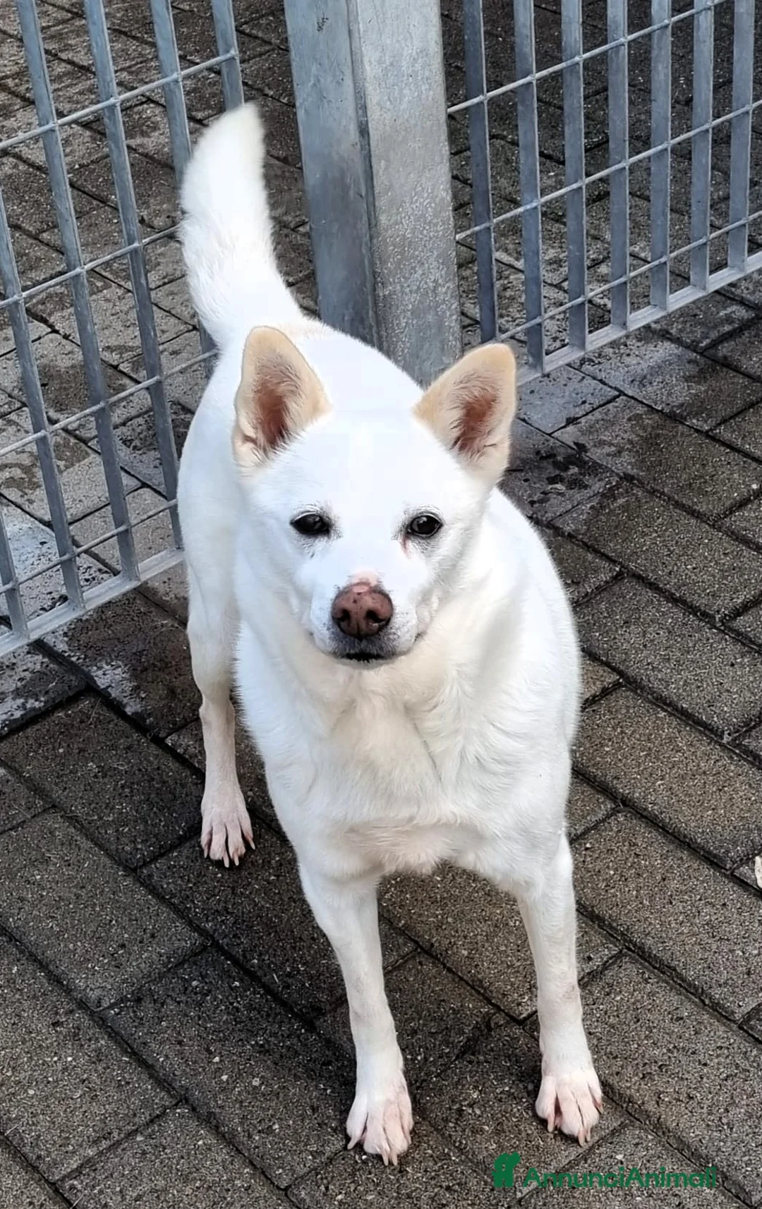 Meticcio cani in regalo: FOX DIVERSAMENTE GIOVANE - Annuncio 1