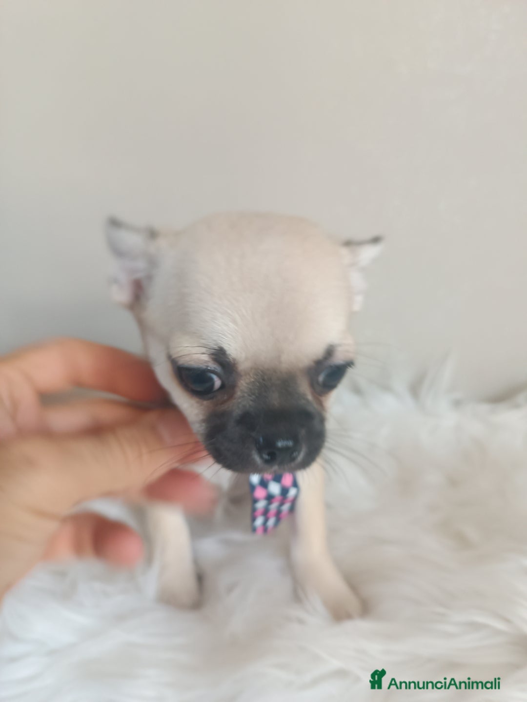 Chihuahua cani in vendita: Chihuahua maschietto pelo corto  - Annuncio 5