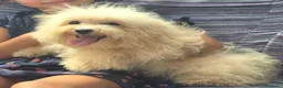 Maltipoo cani in vendita: Maltipoo toy - Annuncio 5