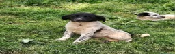 Meticcio cani in regalo: TRILLY MIX SETTERINA/BORDER COLLIE  a Provincia di Varese - Annuncio 3