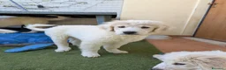 Pastore Abbruzzese Maremmano cani in regalo: cuccioli maremmani - Annuncio 7