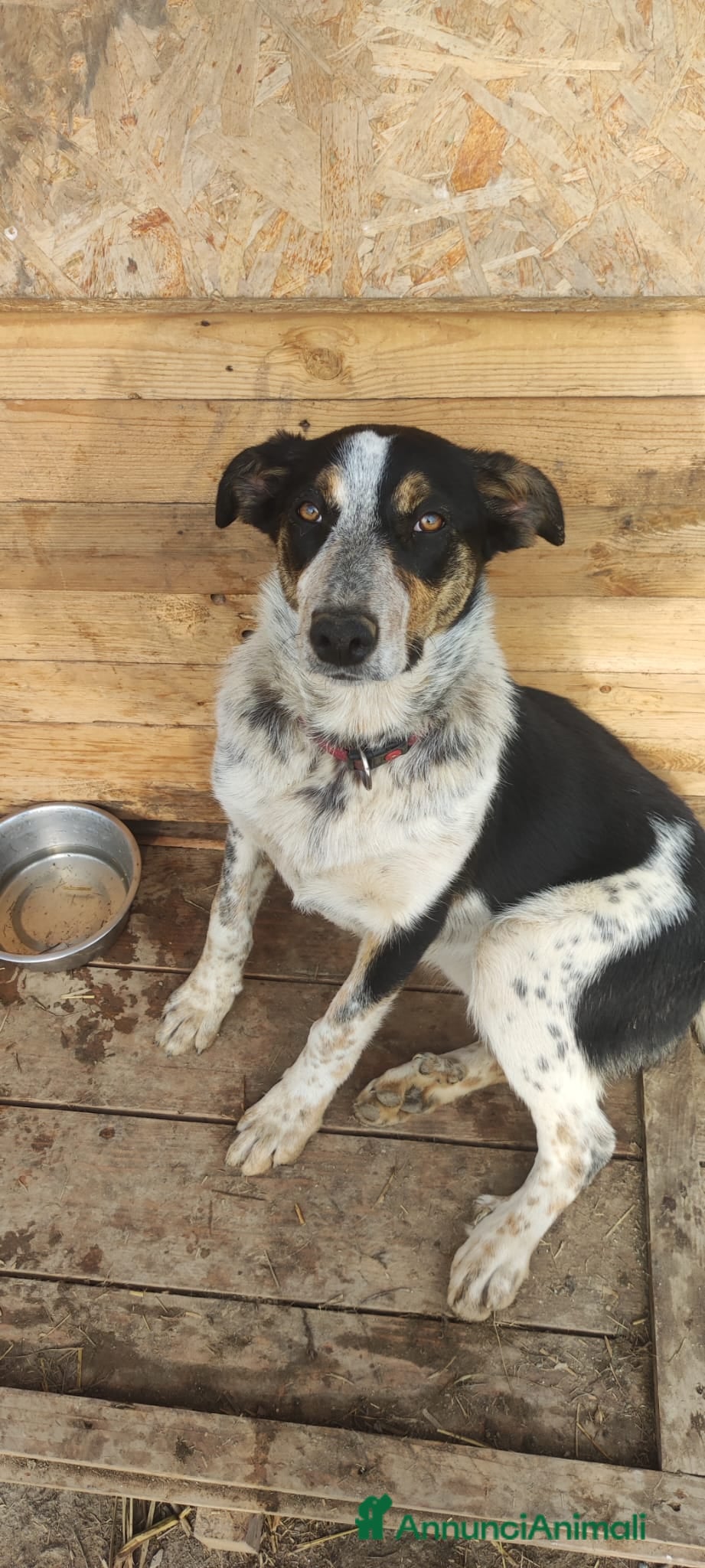 Meticcio cani Kiki cerca casa - Annuncio 1