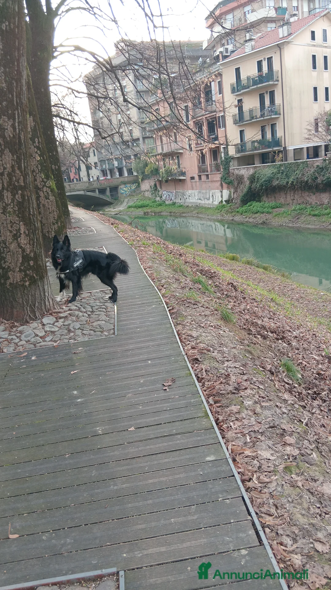 Altre razze cani per accoppiamento: Butch  a Provincia di Padova - Annuncio 3