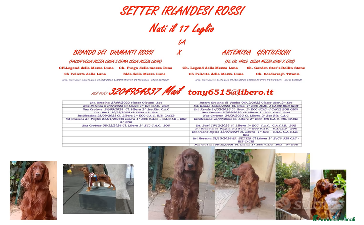 Setter Irlandese cani - Annuncio 19