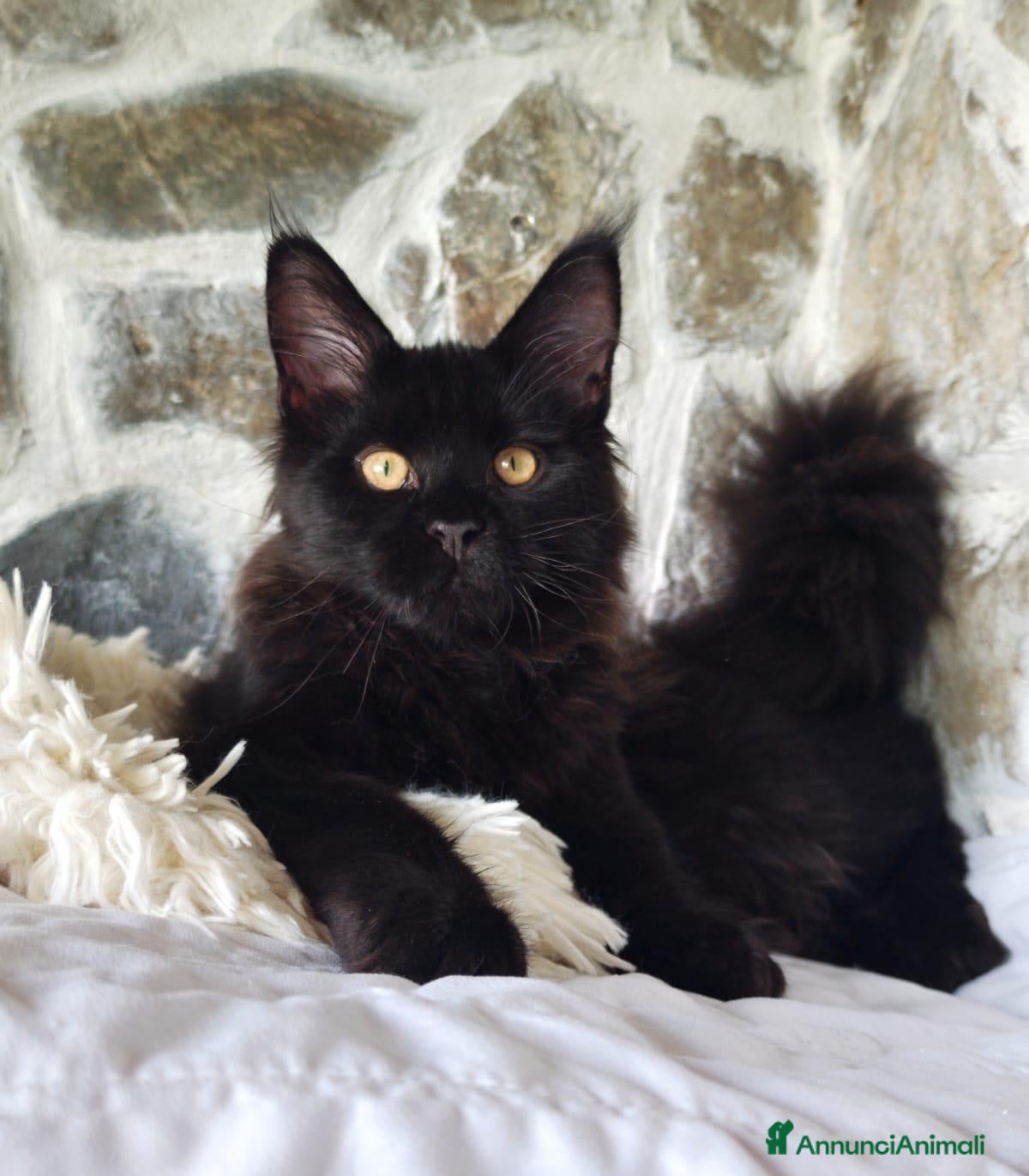 Maine Coon gatti Maine Coon cucciolo Total black  - Annuncio 6