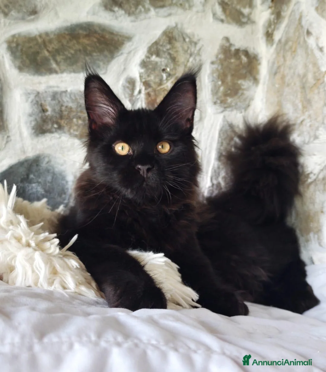 Maine Coon gatti in vendita: Maine Coon cucciolo Total black  a Provincia di Savona - Annuncio 1