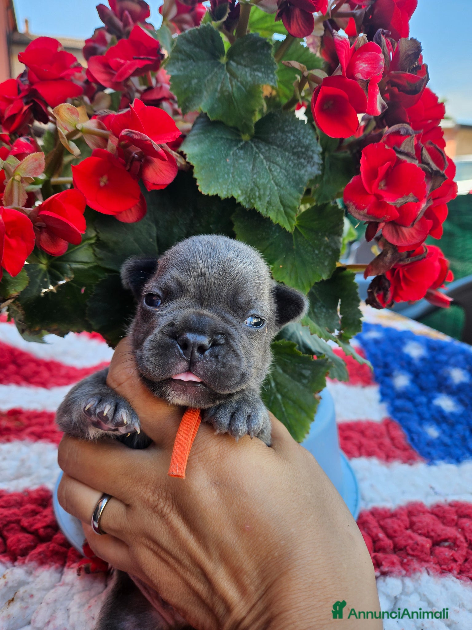 Bulldog Francese cani in vendita: Cuccioli bulldog francese fluffy - Annuncio 5