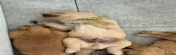 Golden Retriever cani in vendita: Maschietti di golden retriever  - Annuncio 7
