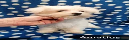 Maltese cani in vendita: Maltese cuccioli - Annuncio 9