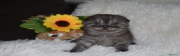 Scottish gatti in vendita: Scottish fold e straight - Annuncio 21