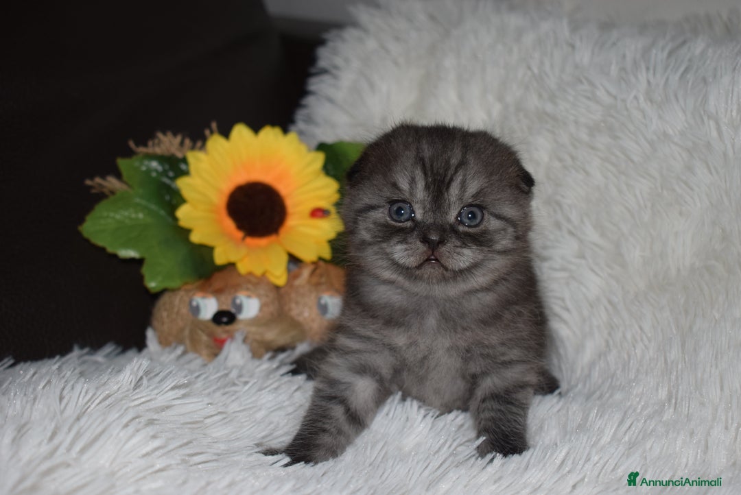 Scottish gatti in vendita: Scottish fold e straight - Annuncio 21