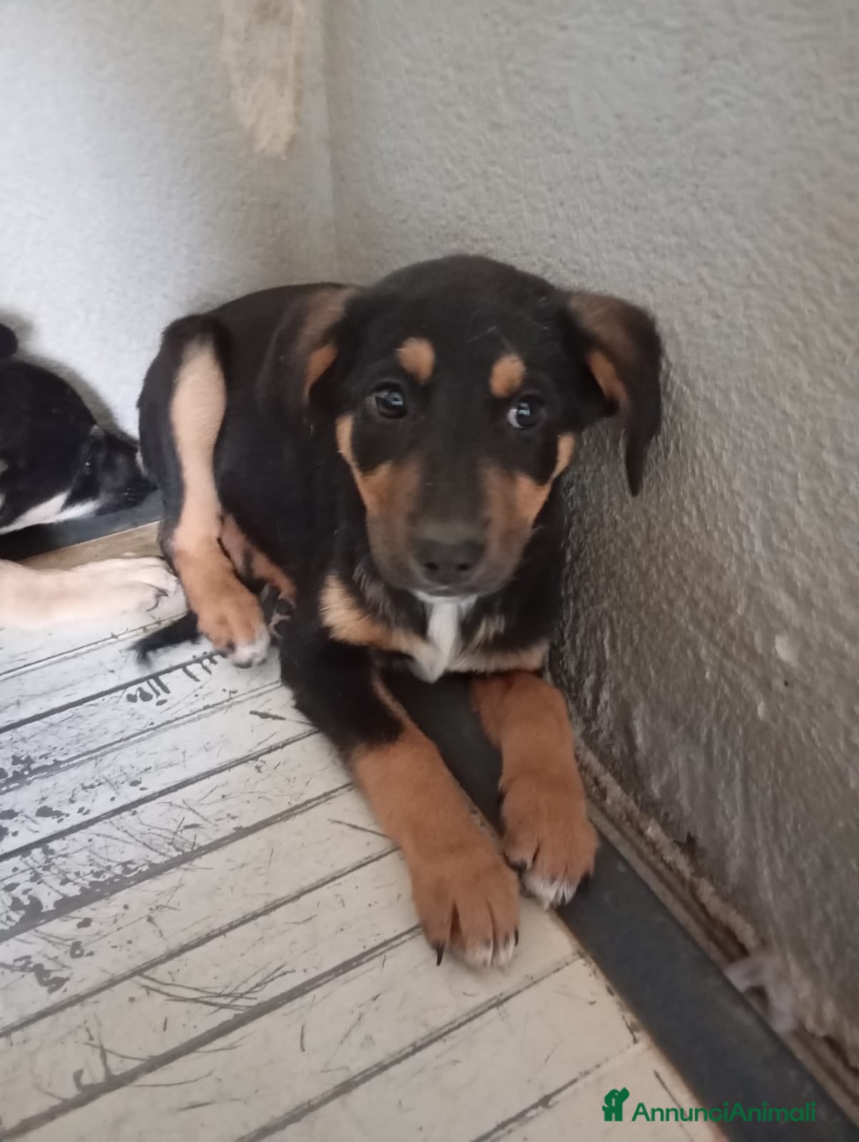 Meticcio cani Clyo, simil pastorina!  - Annuncio 14