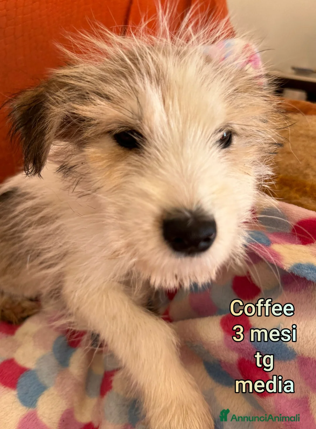 Meticcio cani in regalo: SALVA LA VITA A UN CUCCIOLO  - Annuncio 14