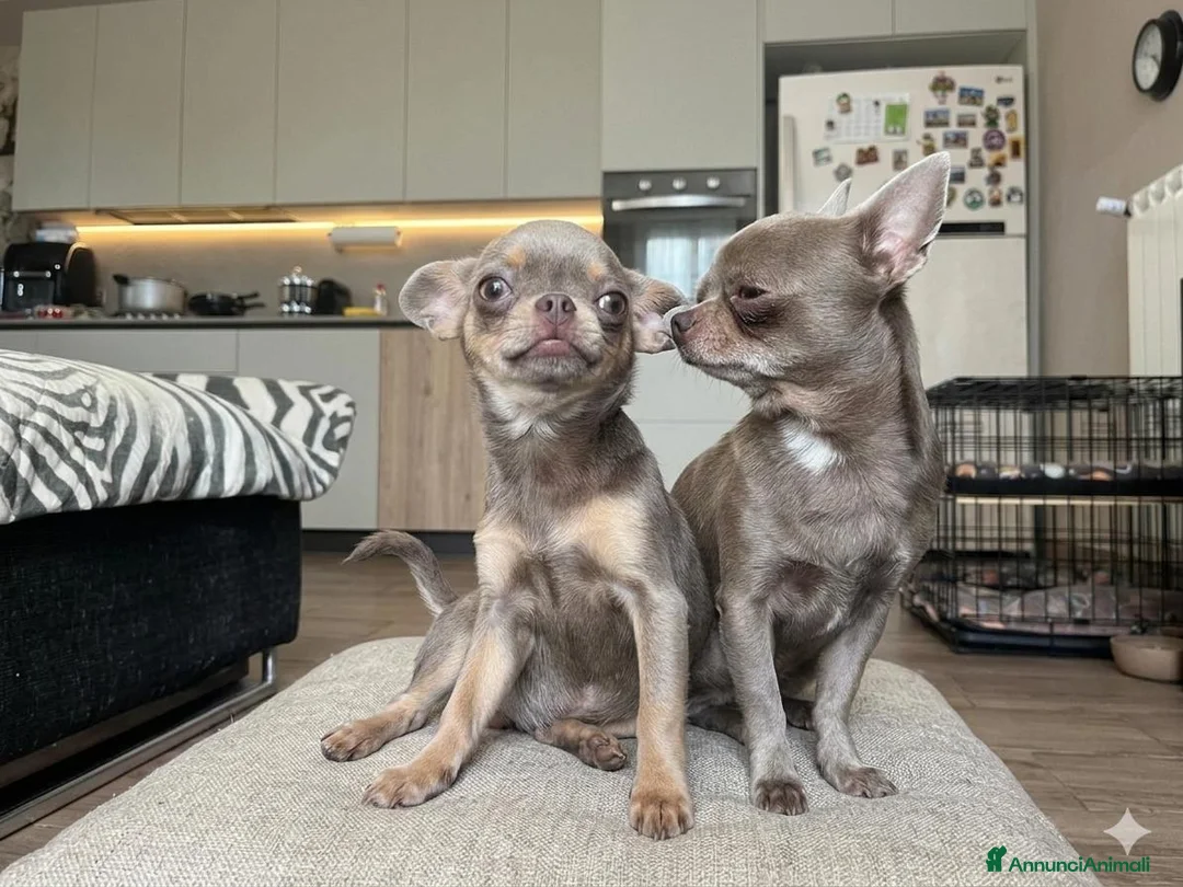 Chihuahua cani in vendita: Cuccioli Maschi Chihuahua - Annuncio 6