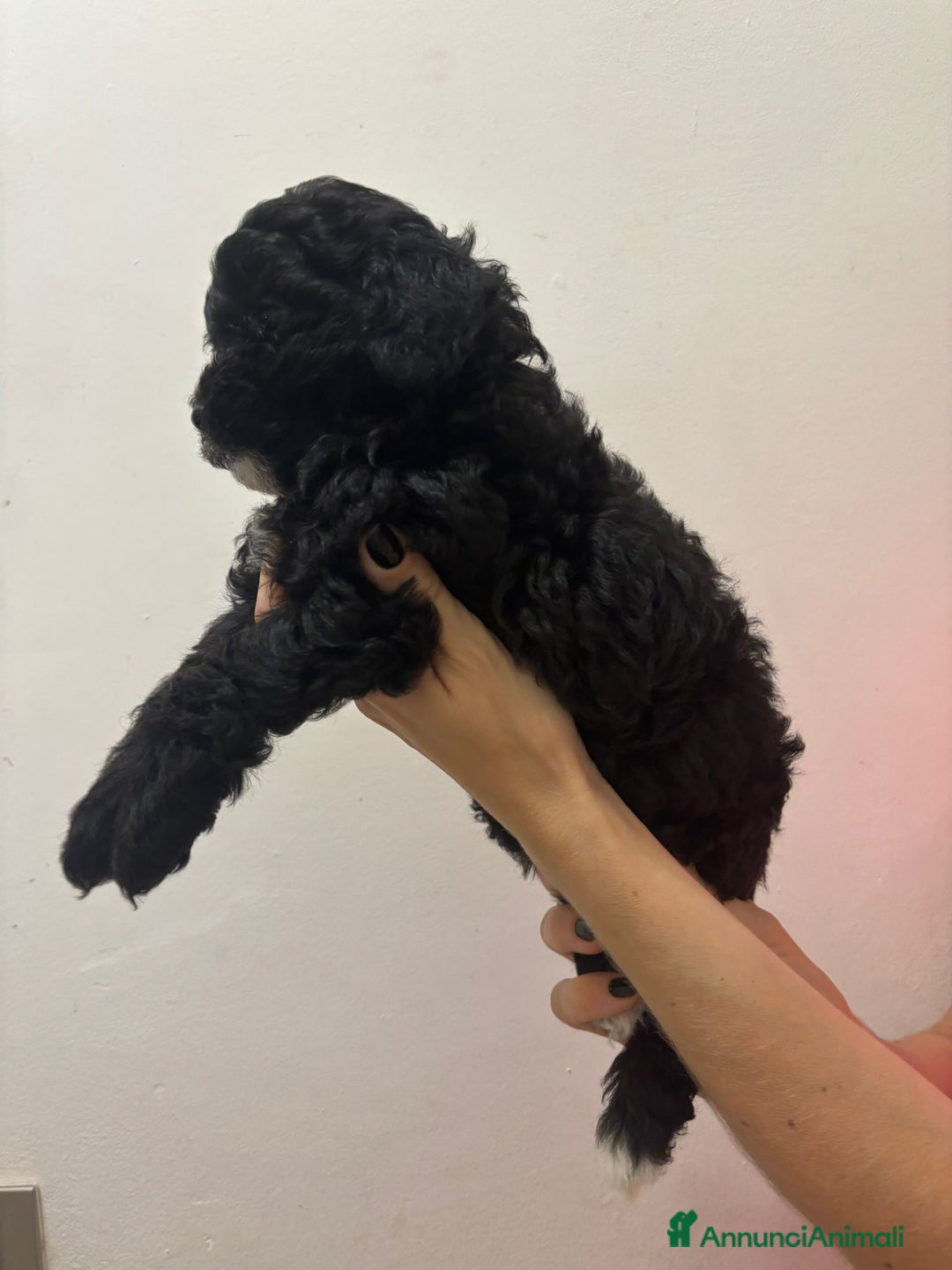 Barboncino cani in vendita: Barboncino Nano Femmina in cerca di amore - Immagine 3