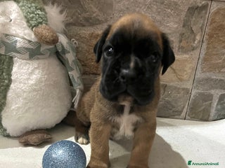 Boxer cani Boxer - Annuncio 16