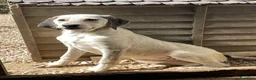 Meticcio cani in regalo: SIRIETTA ASPETTA TE - Annuncio 9