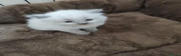 Ragdoll gatti in vendita: Maschietto Ragdoll  - Annuncio 4