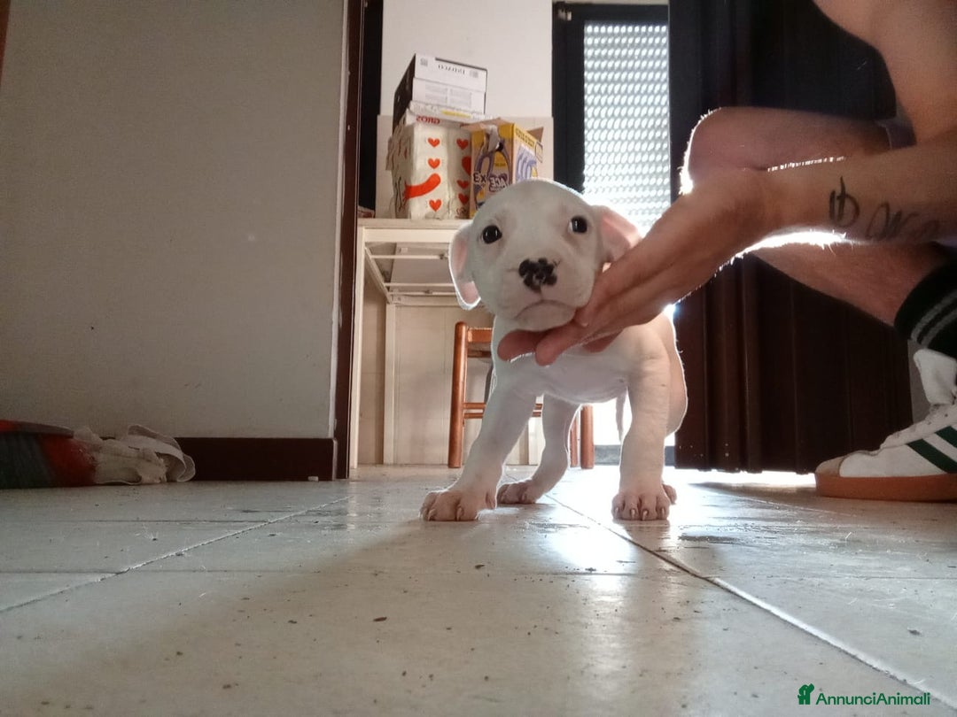 Pitbull cani in vendita: CUCCIOLI DI PITBULL a Provincia di Viterbo - Immagine 4