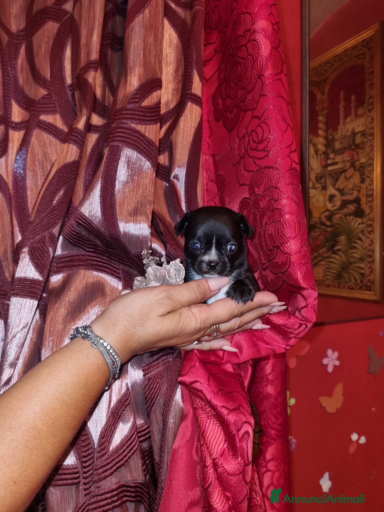 Chihuahua cani Cucciolo di Chihuahua toy linea russa - Annuncio 10