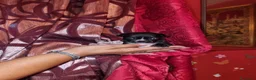 Chihuahua cani in vendita: Cucciolo di Chihuahua toy linea russa - Annuncio 1