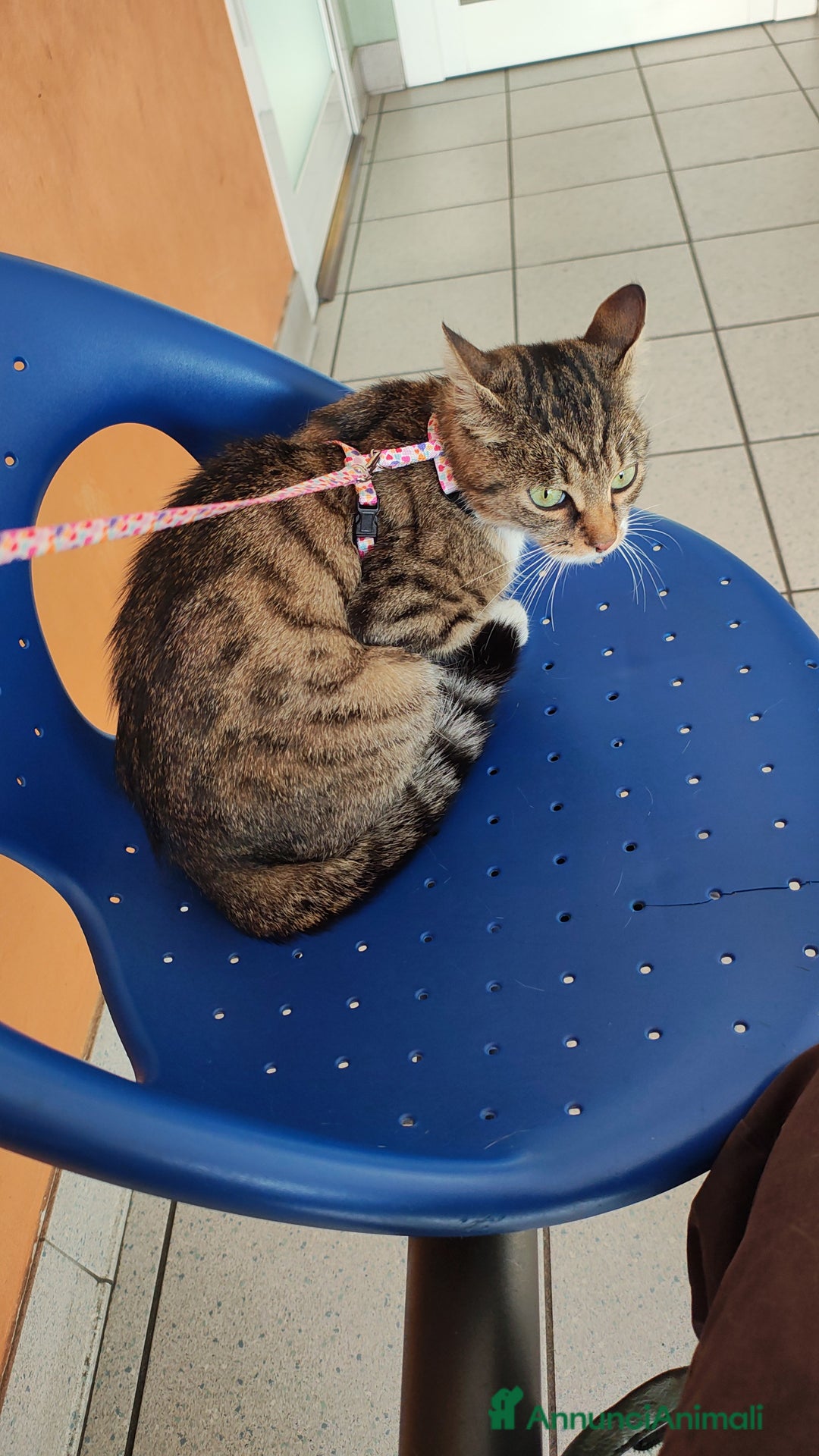 Europeo gatti in regalo: Ambra cerca casa - Annuncio 5