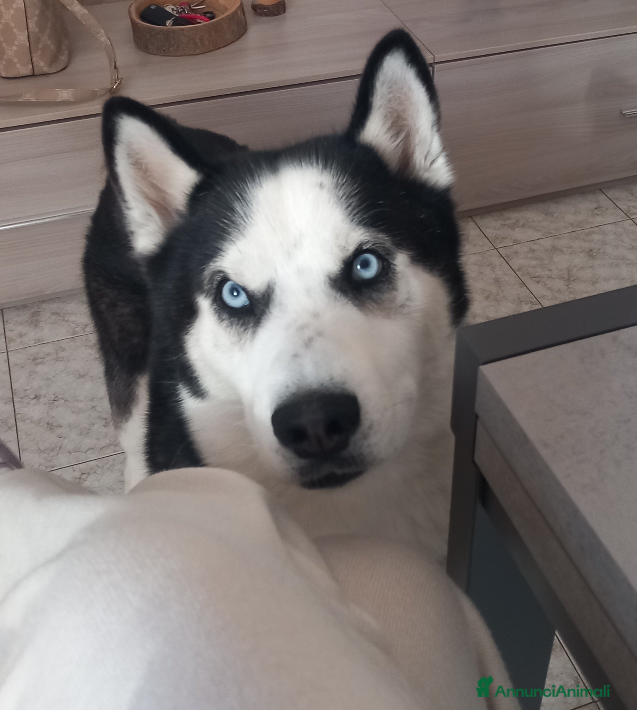 Husky cani Husky siberian per monta  - Annuncio 32