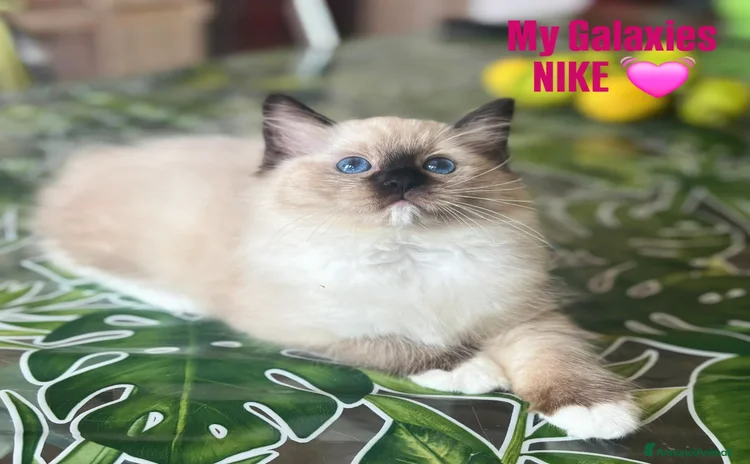 Ragdoll gatti - Annuncio 6