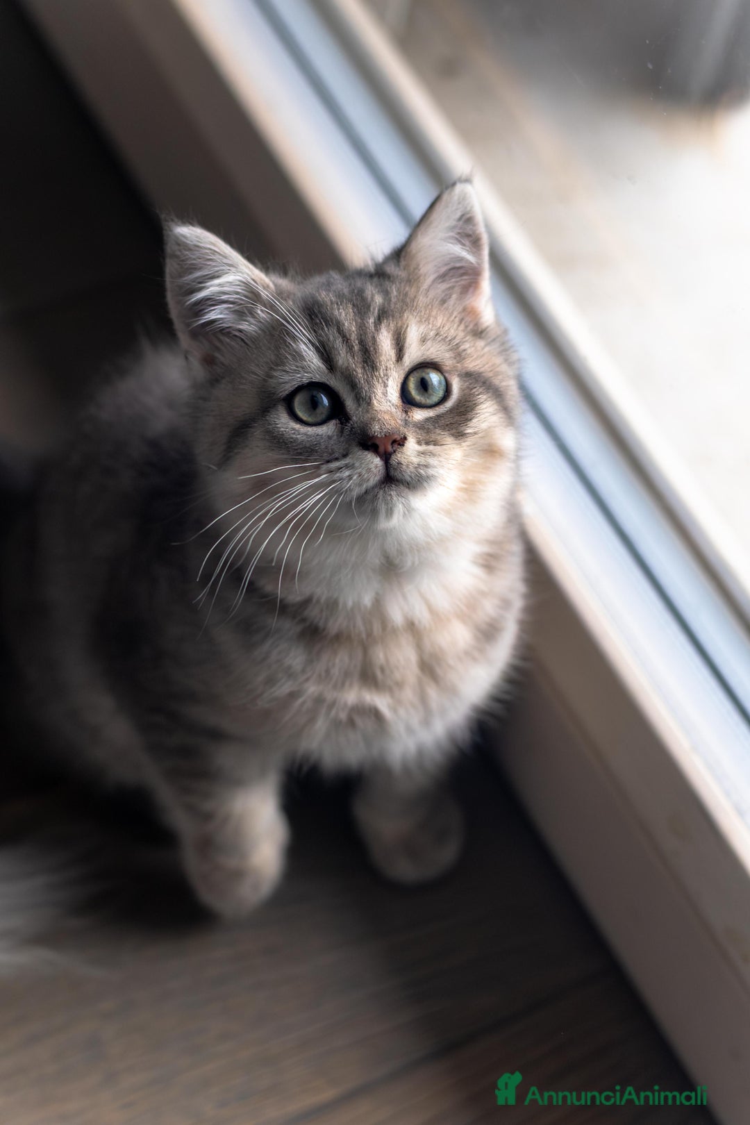 Scottish gatti in vendita: Gattini Scottish fold e straight  - Annuncio 9