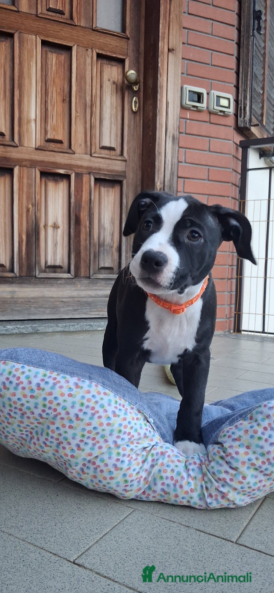 Pitbull cani Pitbull - Annuncio 2