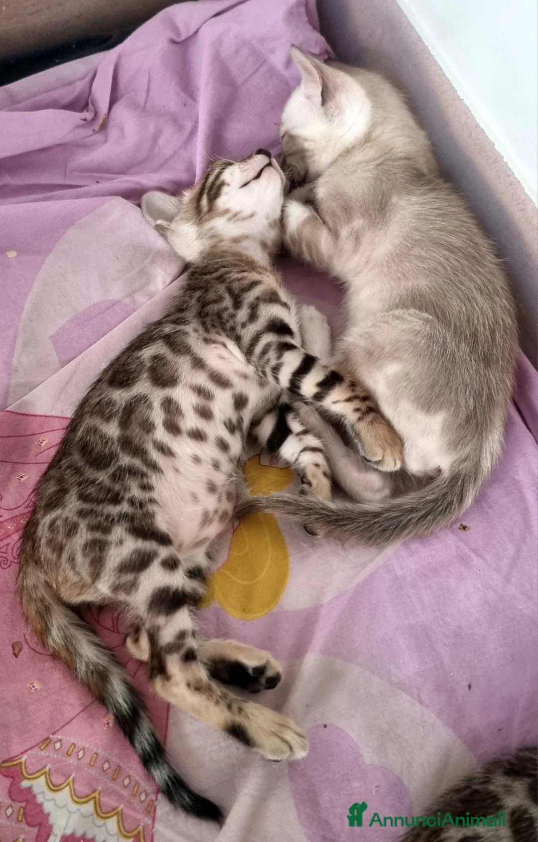 Bengala gatti in vendita: Cucciolo Bengala con Pedigree  - Annuncio 6