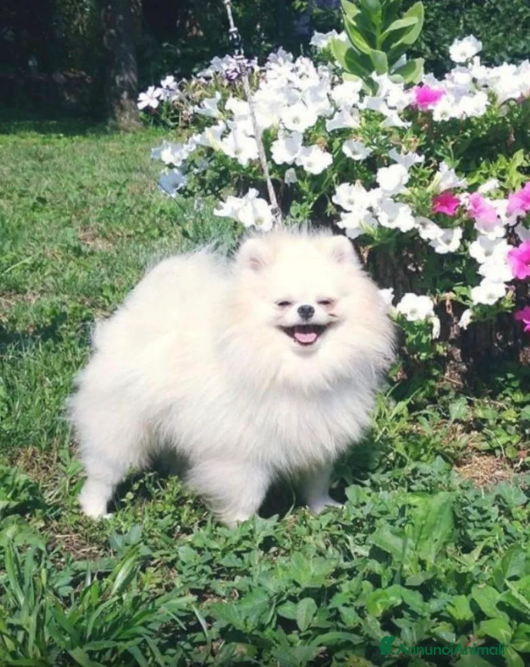 Volpino Pomerania cani in vendita: Cuccioli Spitz Tedesco Nano- Pomerania  a Provincia di Pavia - Annuncio 6