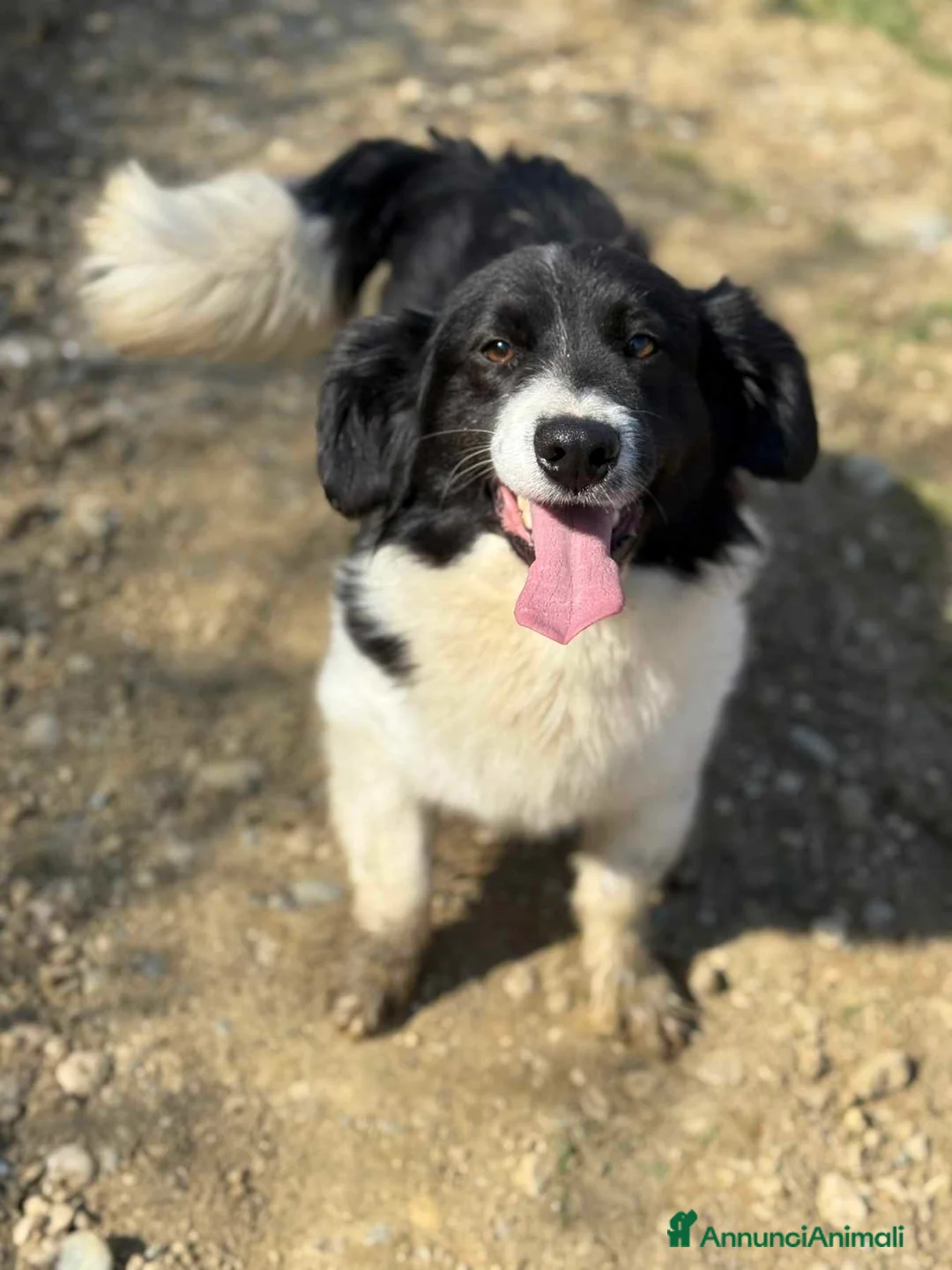 Meticcio cani in regalo: PANDA, scricciolo TG PICCOLA affettuosissimo! - Annuncio 2