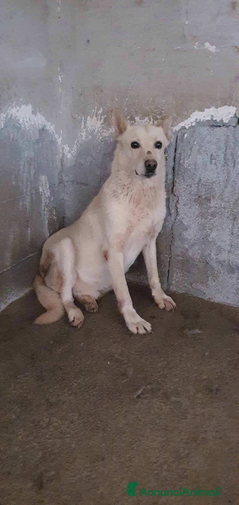 Meticcio cani Biondo in Canile - Annuncio 6