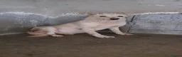 Meticcio cani in regalo: Biondo in Canile - Annuncio 1