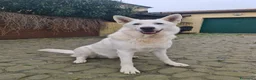 Pastore Svizzero cani in vendita: cuccioli pastore svizzero a pelo lungo e corto - Annuncio 2