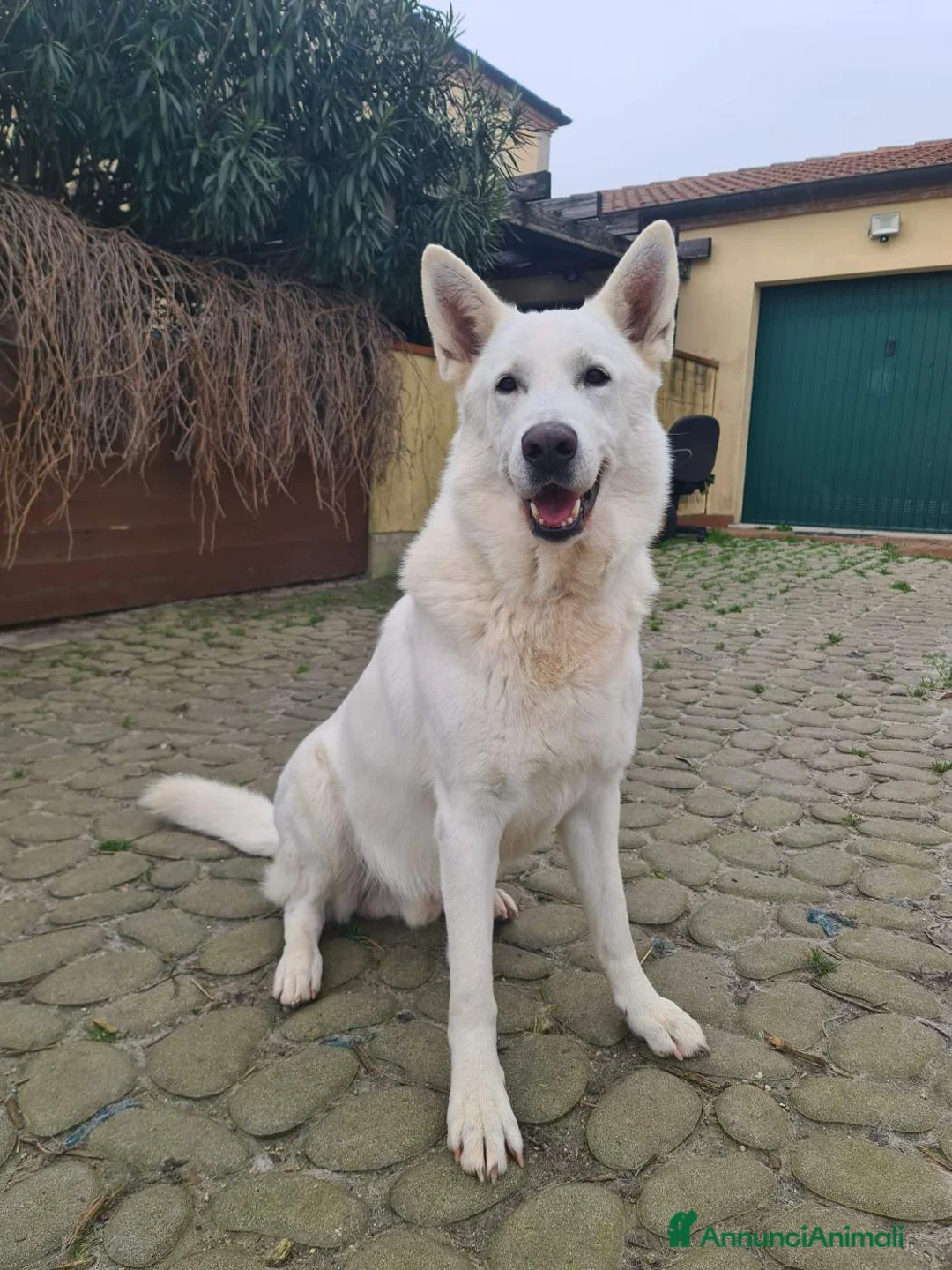 Pastore Svizzero cani in vendita: cuccioli pastore svizzero a pelo lungo e corto - Annuncio 2