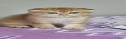 Scottish gatti in vendita: Cuccioli razza scottish straight e fold - Annuncio 12