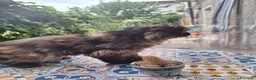 Persiano gatti in vendita: Persiana ipertipica con pedigree - Annuncio 9
