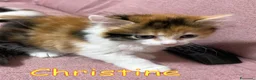 Europeo gatti in regalo: CHRISTINE   GATTINA PELO LUNGO  - Annuncio 6