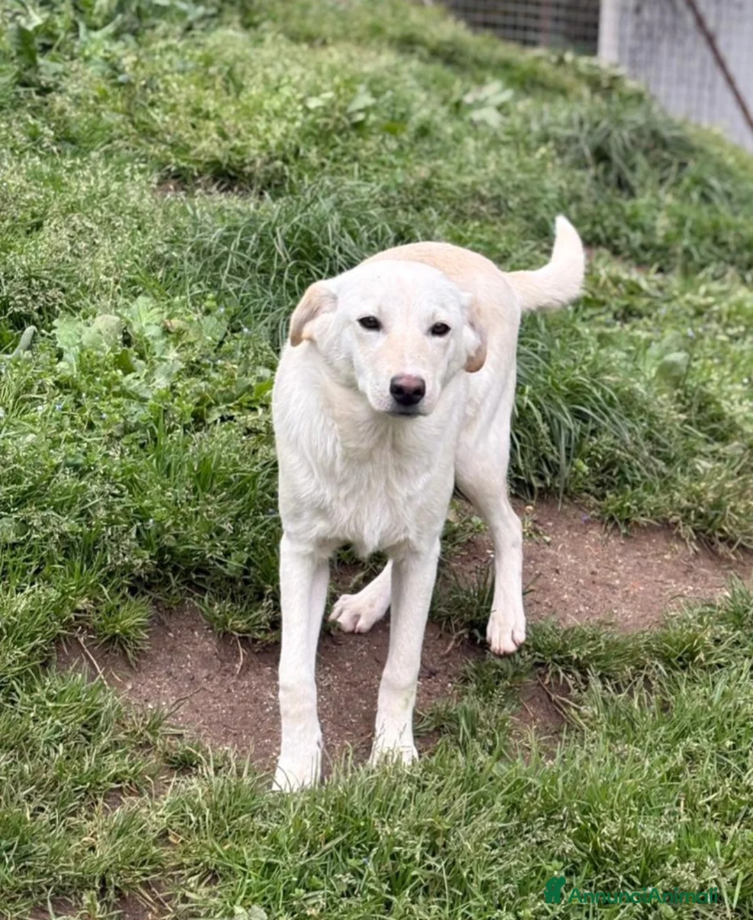 Meticcio cani in regalo: MERLINO DOLCISSIMO MIX LABRADORINO  a Città Metropolitana di Bologna - Annuncio 1