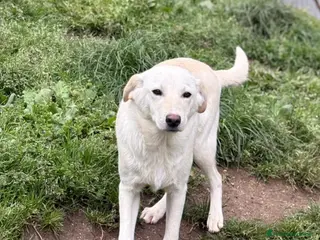 Meticcio cani MERLINO DOLCISSIMO MIX LABRADORINO - Annuncio 6