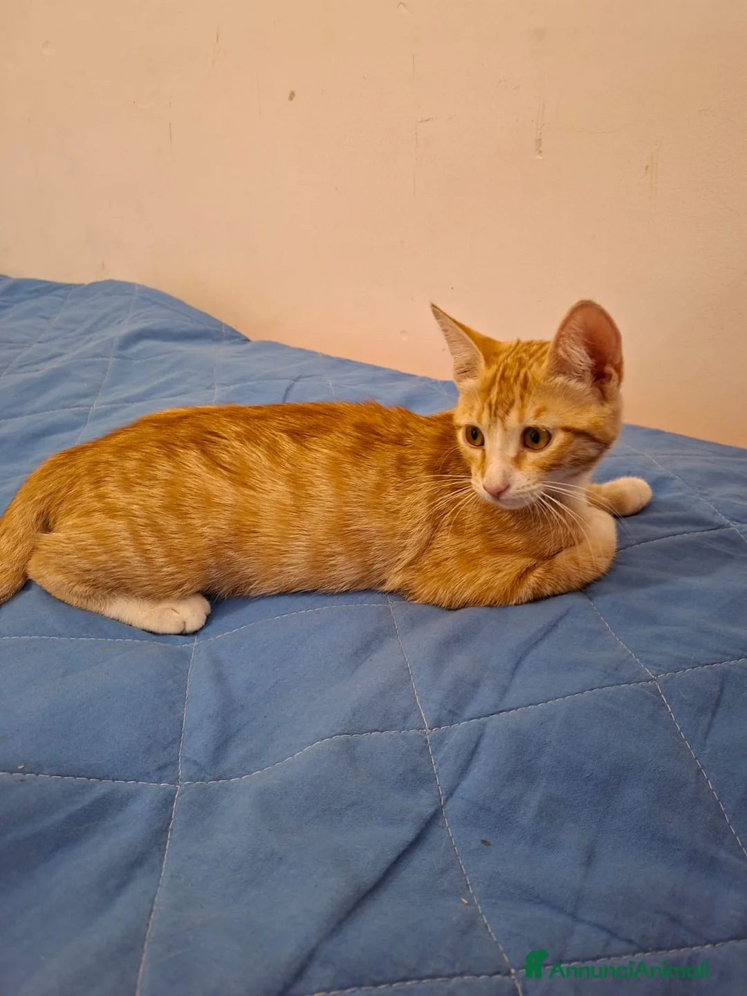 Meticcio gatti in regalo: GATTINI ROSSI  a Provincia di Crotone - Annuncio 2