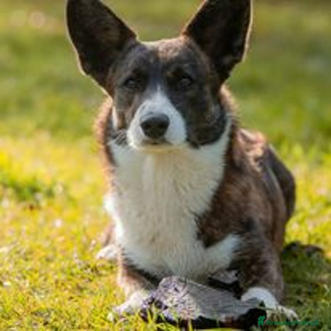 Corgi Cardigan cani in vendita: WELSH CORGI CARDIGAN - Annuncio 9