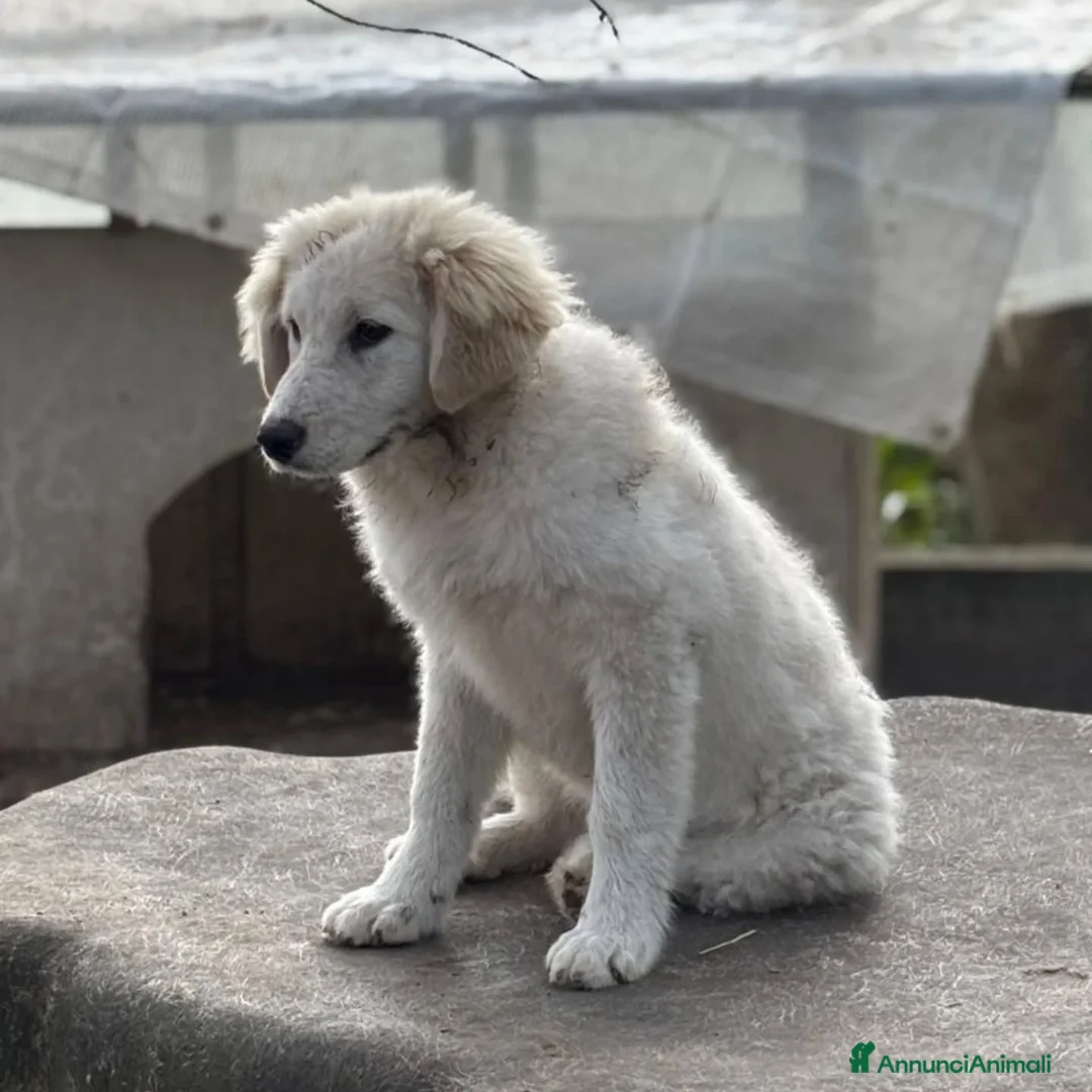 Meticcio cani in regalo: MIRTA dolce cucciola 4 mesi cerca casa - adozione - Annuncio 2
