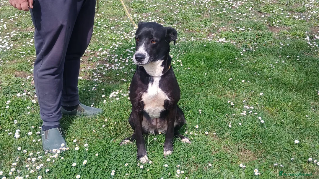 Meticcio cani in regalo: LAIKA VISSUTA IN POLLAIO CERCA LA SUA MAMMA - Annuncio 4