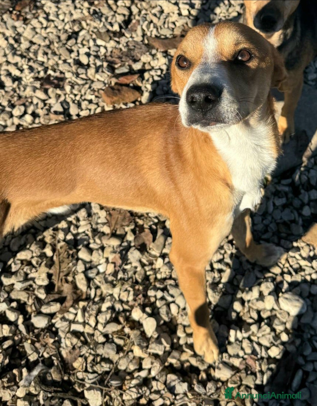 Meticcio cani in regalo: Anacleto 7 mesi taglia piccola  - Annuncio 2