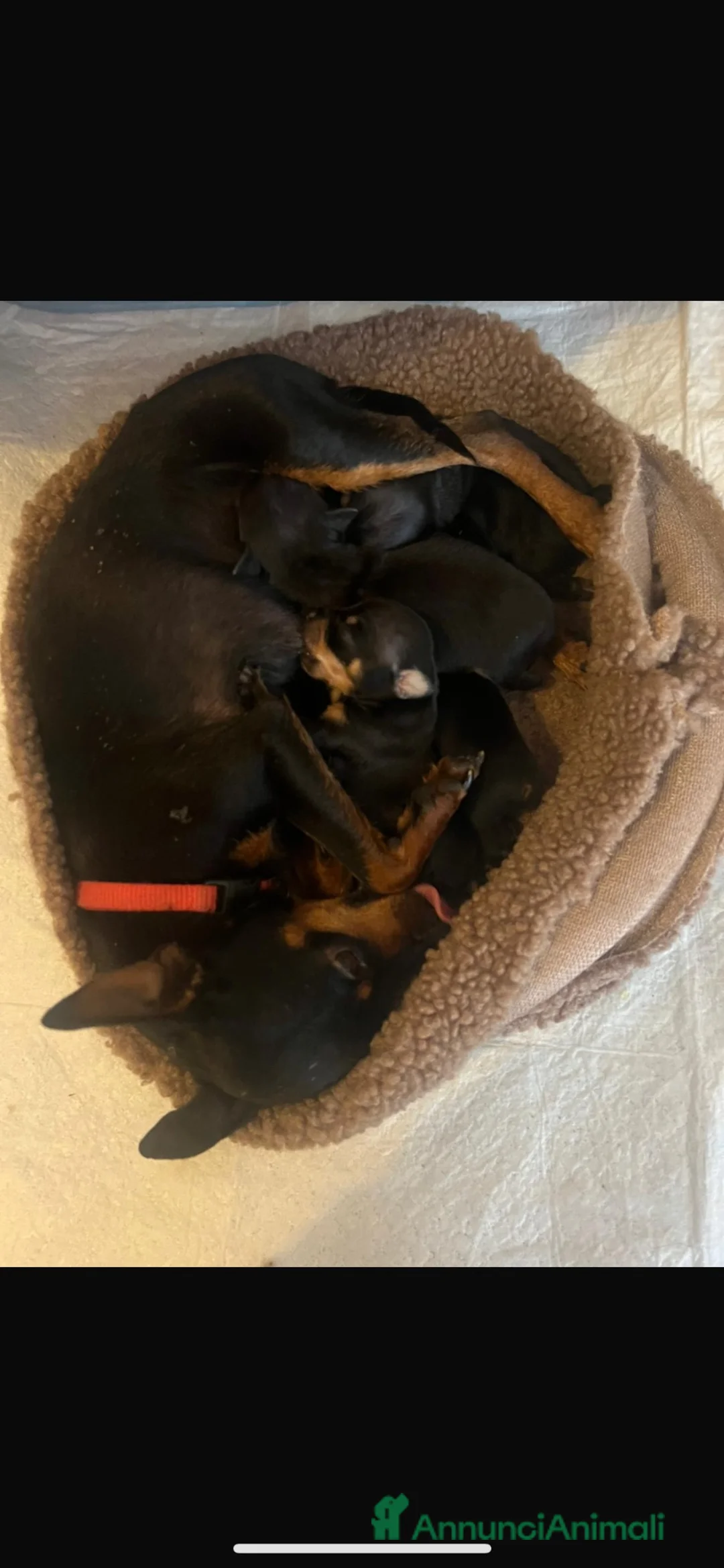 Pinscher Miniatura cani in vendita: Pincher toy - Annuncio 1