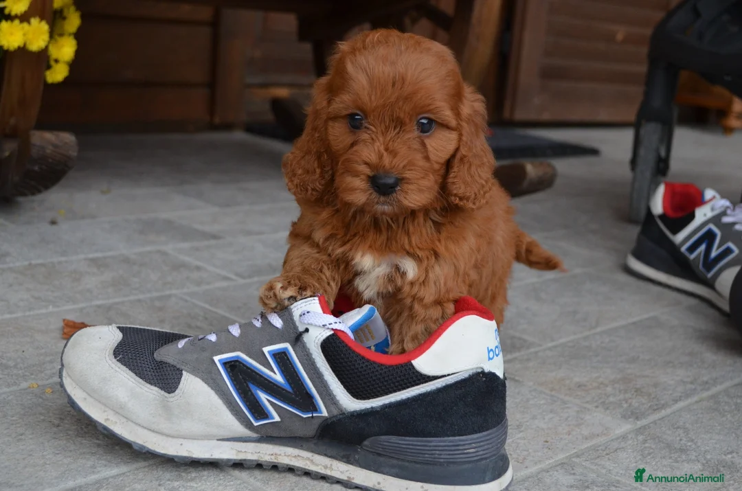 Immagine della galleria {{count}}