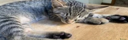 Europeo gatti in vendita: Tre gattini tigrati regalo - Annuncio 3
